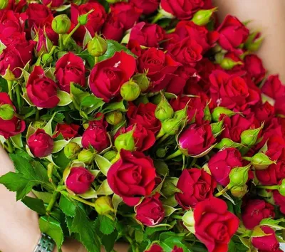 Купить букет 101 кустовая роза 30000 р в интернет магазине с доставкой по  Москве