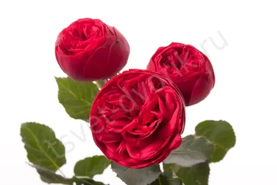 Кустовая роза Ред Трендсеттер | доставка по Москве и области
