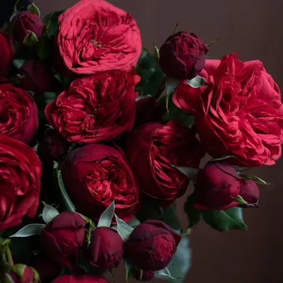 Роза кустовая красная - Цветочный 24