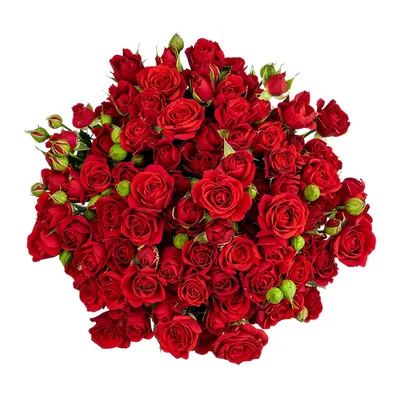 Кустовая роза Рефлекс с красной альстромерией | купить недорого | доставка  по Москве и области | Roza4u.ru