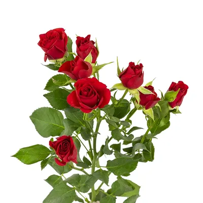 Роза кустовая красная — купить в Екатеринбурге