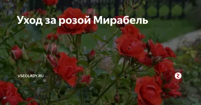 Купить «КУСТОВЫЕ РОЗЫ «МАДАМ БОМБАСТИК»» в Надыме - «Флоренция»