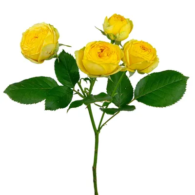 Роза кустовая желтая фото фотографии