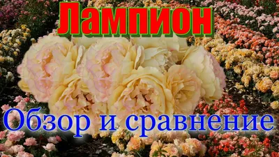 Купить Роза Lampion 40см оптом | Paeonia