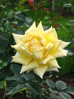 File:Rosa 'Landora' 01.jpg - Wikimedia Commons