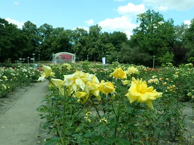 File:Rosa Landora 2019-07-11 2915.jpg - Wikimedia Commons