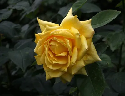 Rosa 'Landora' | Hybrid tea rose in the Volksgarten in Vienn… | Flickr