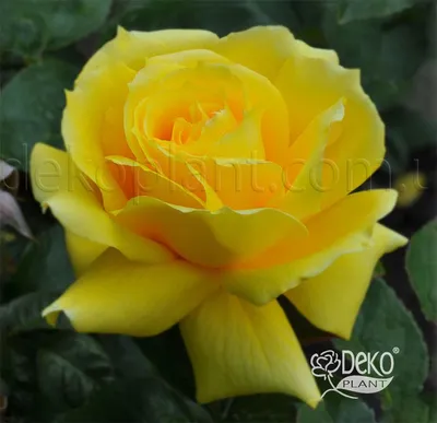 Роза Landora (Ландора) - Чайно-гибридные - Саженцы роз, ягодных, фруктовых  и декоративных культур - Dekoplant