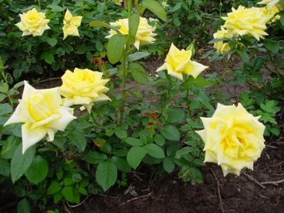 Роза Ландора | саженцы высокой желтой розы