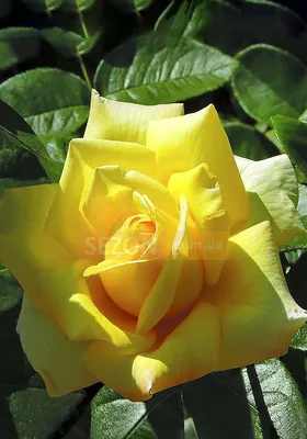 Photos Rose Landora - Pflanze 1 | Garten-de.com