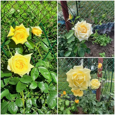 Роза чайно-гибридная Ландора (rose landora landora) 🌿 обзор: как сажать,  саженцы розы Ландора - YouTube
