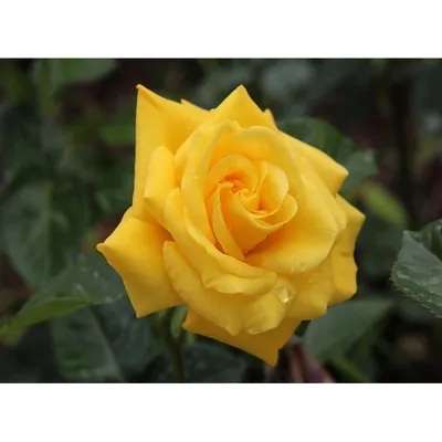 ROSA 'LANDORA' (SYN. ROSA 'SUNBLEST'). ROSE 'LANDORA' (ROSE 'SUNBLEST'),  Stock Photo, Picture And Rights Managed Image. Pic. GWG-FM14109016 |  agefotostock