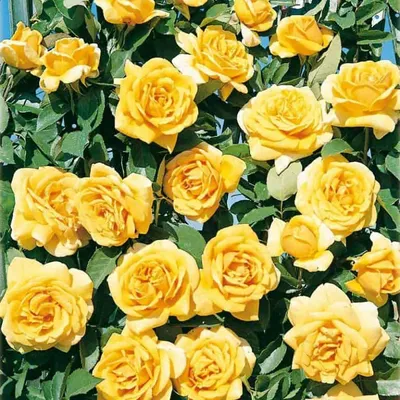 ꕤ Роза Landora • купить Роза Landora по цене от 98.99 грн. в Украине