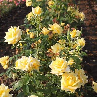 Landora Rose : r/flowers