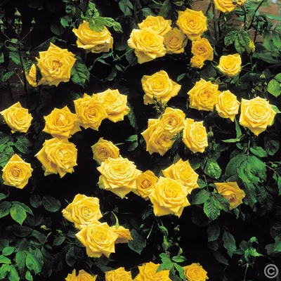 Роза Landora (Ландора) - Чайно-гибридные - Саженцы роз, ягодных, фруктовых  и декоративных культур - Dekoplant
