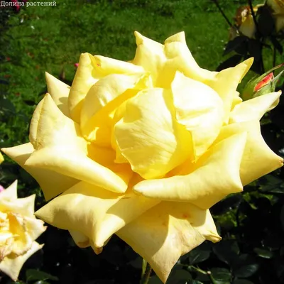 Роза чайно-гибридная Landora (Ландора) 690 руб. AGRO2866