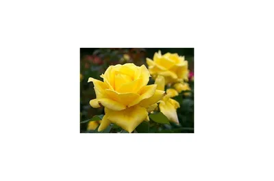 Landora rose hi-res stock photography and images - Alamy