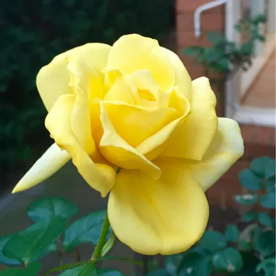 Rosa 'Landora' syn. Rosa 'Sunblest', Rosa 'Tania', Rose 'Sunblest' (Hybrid  Tea) in GardenTags plant encyclopedia