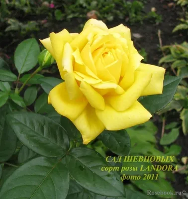 Фото \"Расцветающая бледно-желтая роза Ландора (Landora).\" :: ФотоСтарт -  сайт любительской фотографии: фото цветов, роз, хризантем