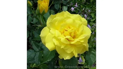 Саженцы розы Ландора купить в Москве в питомнике, растения по цене от 500  руб.