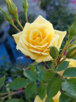 Rosa 'Landora' | Plants, Rose, Flowers