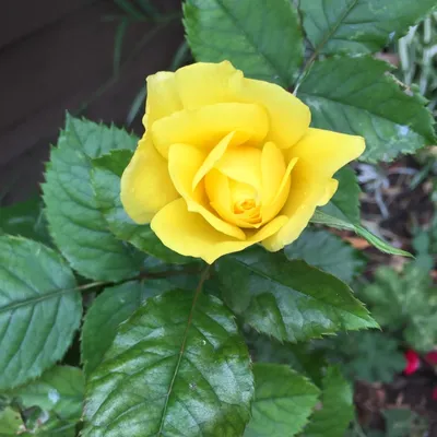 Роза чайно-гибридная 'Landora' (Ландора) - купить в питомнике растений  НАТАЛИС