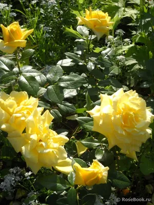 Чайно-гибридная роза Ландора Landora купить не дорого/ каталог с описанием  / свои фото/ интернет магазин КустикОптом