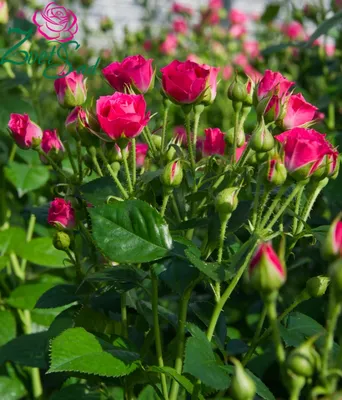 Роза кустовая \"Лавли Лидия\" - цена, купить цветы упаковками с доставкой в  Москве - магазин ПРОСТОЦВЕТЫ