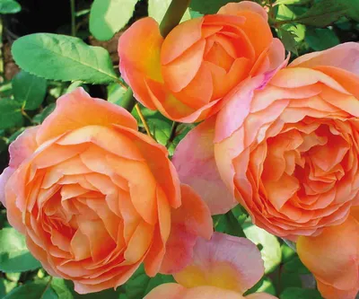 Саженец Роза Леди Эмма Гамильтон (Rosa Lady Emma Hamilton) купить в Москве  по низкой цене из питомника, доставка почтой по всей России |  Интернет-магазин Подворье