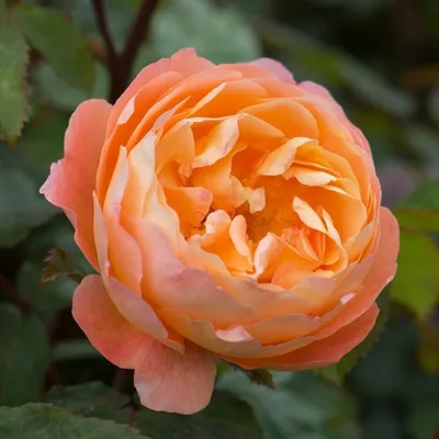 Роза Леди Эмма Гамильтон Lady Emma Hamilton Austin, 2005 - ₴70.00грн. :  Приватна колекція троянд Наталії Валеріївни!, Квіти в кожен сад та будинок