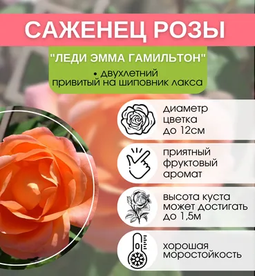 Леди Эмма Гамильтон ( Lady Emma Hamilton ): продажа, цена в Киевской  области. Рассада и саженцы цветов от \"EDROSES\" - 1102440480