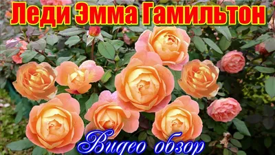 Саженцы розы Леди Эмма Гамильтон купить в Москве в питомнике, растения по  цене от 500 руб.