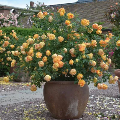 Саженец Роза Леди Эмма Гамильтон (Rosa Lady Emma Hamilton) купить в Москве  по низкой цене из питомника, доставка почтой по всей России |  Интернет-магазин Подворье