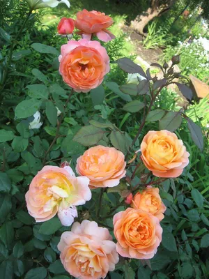 Саженец Роза Леди Эмма Гамильтон (Rosa Lady Emma Hamilton) купить в Москве  по низкой цене из питомника, доставка почтой по всей России |  Интернет-магазин Подворье