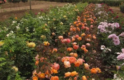 Купить саженцы Роза английская Леди Эмма Гамильтон с доставкой! |  Florali-Flor