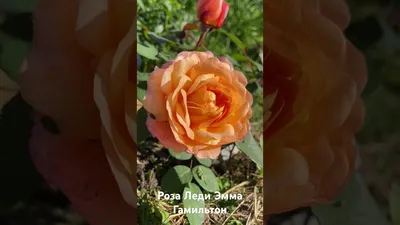 Роза английская шраб Роза Леди Эмма Гамильтон (Lady Emma Hamilton) саженцы  с ЗКС. Купить от 1 500 руб. в Москве - питомник Московские Розы