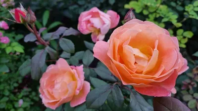 Роза Lady Emma Hamilton - D.Austin European licensees - купить online |  Магазин «Мой Сад»