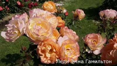 Роза Леди Эмма Гамильтон. (Lady Emma Hamilton) АНГЛ. купить в  интернет-магазине ЦВІТСАД с доставкой по Украине
