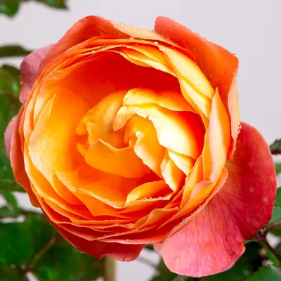 Купить саженцы Роза английская Леди Эмма Гамильтон с доставкой! |  Florali-Flor