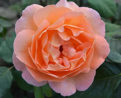 Купить Роза Леди Эмма Гамильтон /Rose Lady Emma Hamilton (Английская)ОСЕНЬ  2023 в Ростове-на-Дону | Розанутые