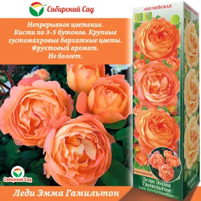 Роза Lady Emma Hamilton (Леди Эмма Хамильтон) – купить саженцы роз в  питомнике в Москве