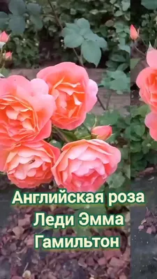 Роза Леди Эмма Гамильтон саженцы недорого из питомника Заказ в сад
