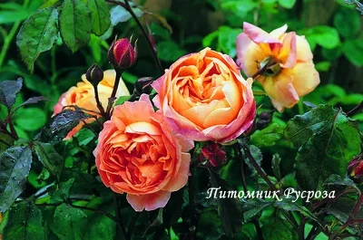 Роза Эмма Гамильтон - 73 фото