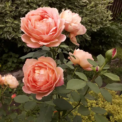 Леди Эмма Гамильтон. — RoseCatalog.ru