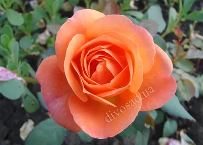 Леди Эмма Гамильтон ( Lady Emma Hamilton ) (ID#1102440480), купить на  Prom.ua