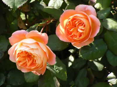Розы..розы..розы...🌹🌹🌹 200 сортов красивых роз в наличии: Оливия,Леди  Эмма Гамильтон, Замок черники, принцесса Шарлин де Монако… | Instagram