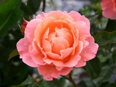 Купить саженцы розы Розовая легенда с доставкой почтой | Питомник саженцев  Краснодар «КФХ Фруктовый сад»
