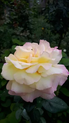 Букет Фламандская легенда, 51 премиум роза купить за 14 150 руб. с  круглосуточной доставкой | Мосцветторгком