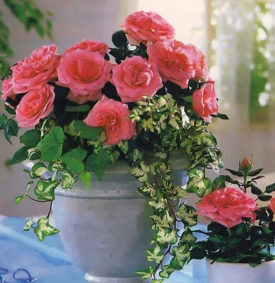 Букет Фламандская легенда, 21 роза купить за 6 590 руб. с круглосуточной  доставкой | Мосцветторгком