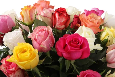 Букет купить букет фламандская легенда (21 роза) с доставкой по Москве и  Московской области | FlowerGett
